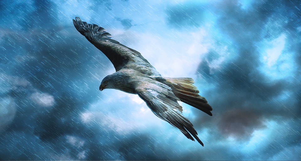 adler-589599_960_720